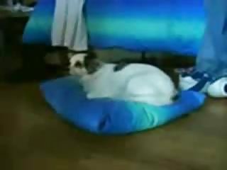 Lapsed, sugu tool, sugu tool parim rühm porn